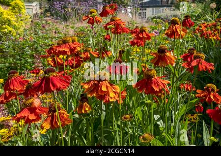 Nahaufnahme von orangen Niesweed Helen blühende Pflanze im Sommer Garten Border Blumenbeet England Großbritannien Großbritannien Großbritannien Großbritannien Großbritannien Großbritannien Großbritannien Großbritannien Großbritannien Großbritannien Großbritannien Großbritannien Großbritannien Großbritannien Großbritannien Großbritannien Großbritannien Großbritannien Großbritannien Stockfoto