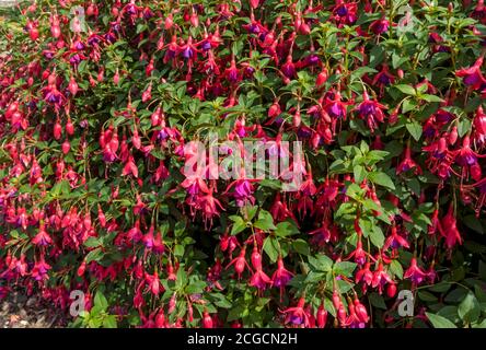 Nahaufnahme von Hardy rosa und lila Fuchsia ‘Tom thumb’ Wächst an einer Grenze im Sommer England Großbritannien Vereinigtes Königreich GB Großbritannien Stockfoto