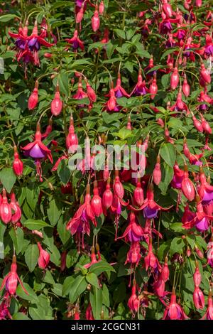 Nahaufnahme von Hardy rosa und lila Fuchsia ‘Tom thumb’ Wächst an einer Grenze im Sommer England Großbritannien Vereinigtes Königreich GB Großbritannien Stockfoto