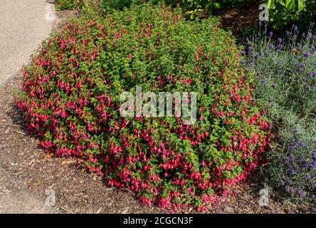 Hardy rosa und lila Fuchsia ‘Tom Daumen’ wächst in einem Grenze im Sommer England GB Vereinigtes Königreich GB Großbritannien Stockfoto