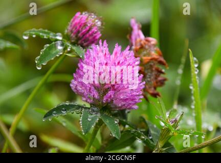 Nahaufnahme Regen oder Tau Wassertropfen auf rosa Kleeblättern und grünen Blättern, niedrige Winkel Seitenansicht Stockfoto