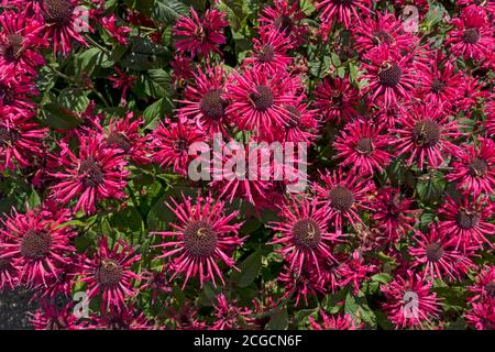 Nahaufnahme von rosa Bienenbalsam monarda Bergamotte Blumen aus Oben im Sommergarten England GB Großbritannien GB Groß Großbritannien Stockfoto