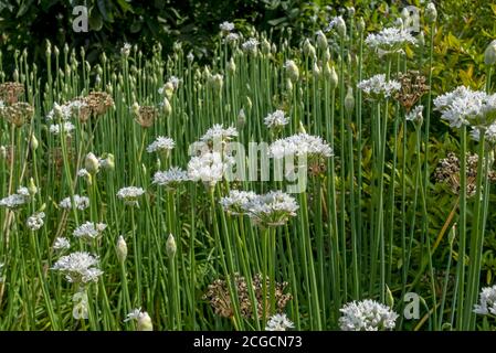 Nahaufnahme der weißen orientalischen Knoblauch Blumen Schnittlauch wächst in Ein Sommergarten England GB Vereinigtes Königreich GB Großbritannien Stockfoto