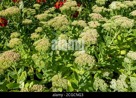 Nahaufnahme der Eispflanze Sedum Blume Knospen Blüten Im Sommer England GB Vereinigtes Königreich GB Großbritannien Stockfoto