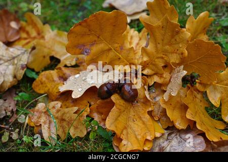 Nahaufnahme herbstliche braune und orangefarbene Eichenholzblätter mit Eicheln und Wassertropfen nach dem Regen, auf dem Boden liegend in grünem Gras, Blick aus der Höhe Stockfoto