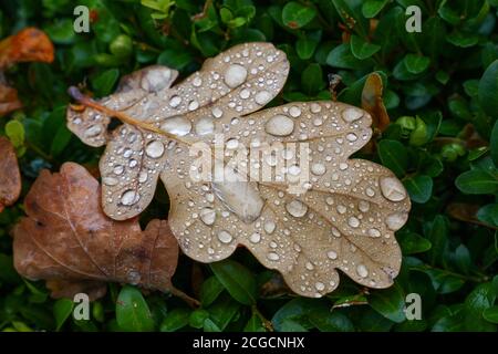 Close up Herbst braun und orange Eichenbaum Blätter mit Wassertropfen nach dem Regen, auf dem Boden in grünem Gras, Blick in den hohen Winkel Stockfoto