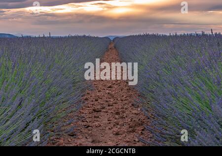 Französische Landschaft - Valensole. Sonnenuntergang über den Lavendelfeldern in der Provence (Frankreich). Stockfoto