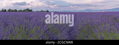 Französische Landschaft - Valensole. Blick über die Lavendelfelder in der Provence (Frankreich). Stockfoto