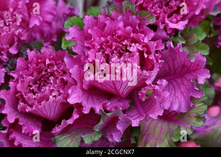 Nahaufnahme lila Rosette von ornamentalen Grünkohl, dekorative Kohl Sorte, High-Angle-Ansicht Stockfoto