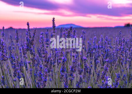 Französische Landschaft - Valensole. Sonnenuntergang über den Lavendelfeldern in der Provence (Frankreich). Stockfoto