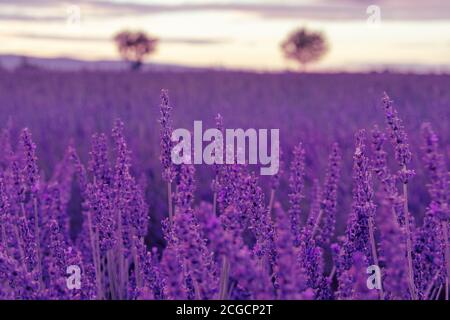 Französische Landschaft - Valensole. Sonnenuntergang über den Lavendelfeldern in der Provence (Frankreich). Stockfoto