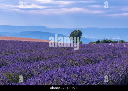 Französische Landschaft - Valensole. Sonnenuntergang über den Lavendelfeldern in der Provence (Frankreich). Stockfoto