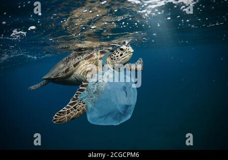 Unterwasserkonzept des globalen Problems mit Plastikmüll, der in den Ozeanen schwimmt. Hawksbill Schildkröte in Beschriftung der Plastiktüte Stockfoto