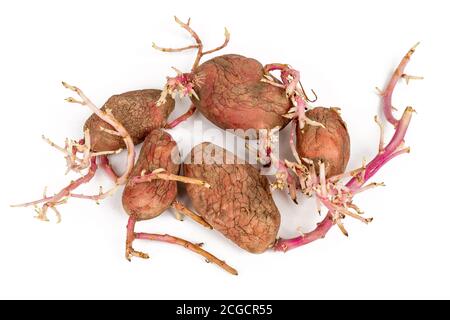 Alte gekeimte Kartoffeln Rosa auf weißem Hintergrund. Großen Sprossen Stockfoto