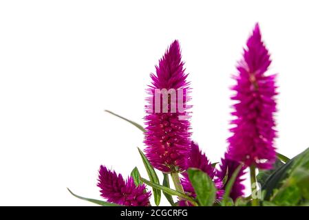 Topfpflanze Cockscomb celosia spicata isoliert auf weiß. Rosa Blume von celosia spicata ist in der Familie Amaranthaceae, Heimat tropische Blume. Stockfoto