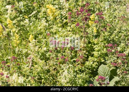 Wildblumen, darunter wilder Majoran (Origanum vulgare) und Damentroh auf den South Downs. East Sussex, Großbritannien. Stockfoto