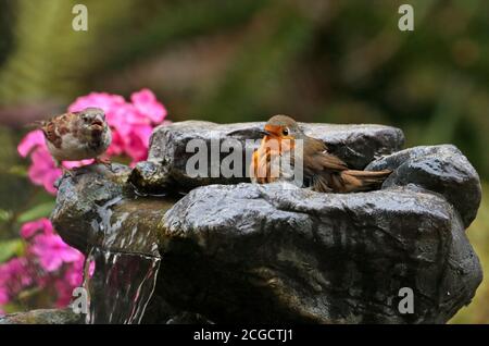 Haus Sparrow (Passer domesticus) und Europäischer Robin (erithacus rubecula) Baden in einem Garten Brunnen, Großbritannien Stockfoto