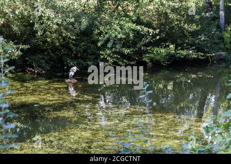 Ein Reiher Vogel auf der Suche nach Fisch in der Themse am Regents Canal, London, England, Großbritannien Stockfoto