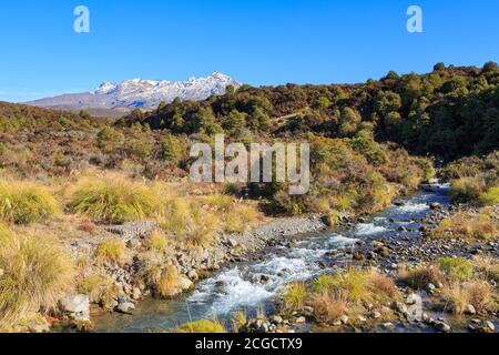 Mount Ruapehu im zentralen vulkanischen Plateau, Neuseeland. Im Vordergrund fließt ein Bach durch die Vegetation des Tongariro Nationalparks Stockfoto