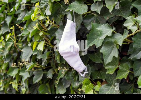 Eine gebrauchte und achtlos weggeworfene medizinische Gesichtsmaske, Mund- und Nasenbedeckung, hängt in einer Hecke aus Traubenblättern im Rheinland-pfälzischen Münstermaifeld Stockfoto