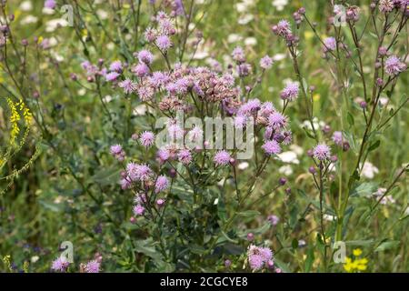 Säen Sie Distel rosa blühenden Strauch in einer natürlichen Umgebung, zwischen den Wildblumen. Stockfoto