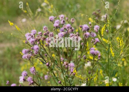 Ein blühender Strauch von rosa Sauen (Cirsium arvense) in einer natürlichen Umgebung, zwischen Wildblumen. Stockfoto