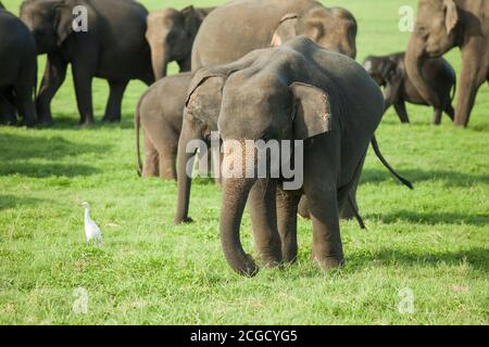 Ein junger Elefant in einer Herde von Sri Lanka Elefanten (die größte von vier Unterarten des asiatischen Elefanten) im Minniya Nationalpark, Sri Lanka Stockfoto