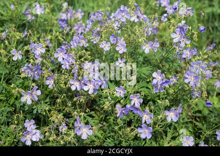 Viele blaue Blüten von Wiesenschnabel {Geranium pratense} blühen auf einer grünen Wiese. Stockfoto