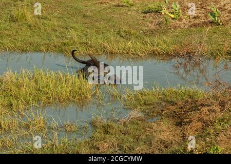 Büffel im wilden Abkühlung im Wasser auf der Insel Sri Lanka Stockfoto