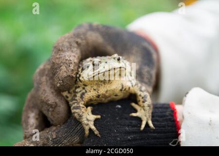 Big Kröte sitzt in Mann Hände in schwarzen schmutzigen Handschuhen Stockfoto