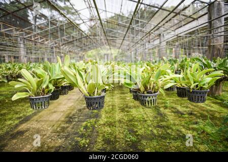 Orchideenfarm mit Orchideenblumentopf, der auf der Farm hängt Dach in der Gärtnerei Stockfoto