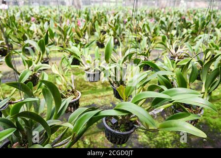 Orchideenfarm mit Orchideenblumentopf, der auf der Farm hängt Dach in der Gärtnerei Stockfoto