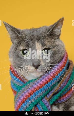 Kleine Katze ist wegen des einsetzenden kalten Wetters aufgeregt, sie hat sich in einen warmen Schal gewickelt und schaut traurig auf die Kamera. Stockfoto