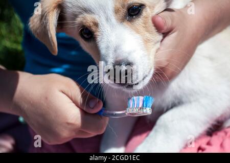 Das Mädchen spielt, will die Zähne der Welpen mit einer Zahnbürste putzen. Sie können Nahaufnahme der Hand des Mädchens und Teil des Hundes sehen Stockfoto