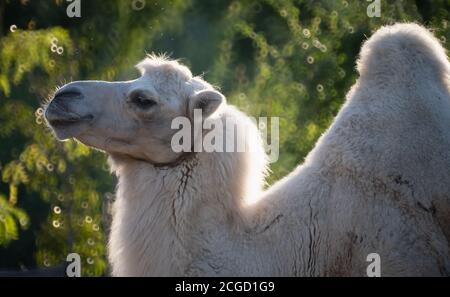 Baktrian Kamel (Camelus bactrianus), ein großes, ebenes Huftier, das in den Steppen Zentralasiens beheimatet ist. Er hat zwei Höcker auf dem Rücken, im Gegensatz zu t Stockfoto