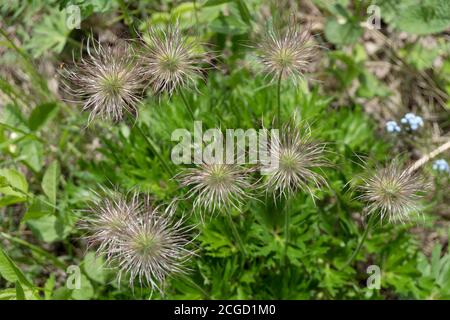 Draufsicht auf den verblassten flauschigen Blütenstand von Prairie Smoke (lat. Pulsatílla pátens) oder Verteilung pasqueflower (lat. Anemone-Patente). Stockfoto