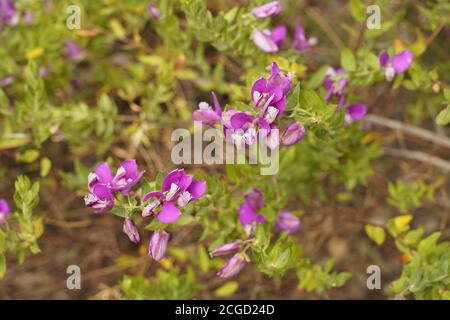 Schöne lila Blüten des Süßen Erbsenbusches Bendigo, Victoria, Australien Stockfoto