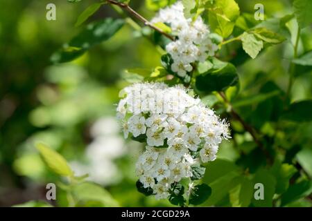 Blühender Blütenstand von Spirea weiß (lat. Spiraea alba) unter dem Laub. Stockfoto