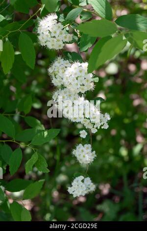 Blühender Zweig der weißen Spirea (lat. Spiraea) unter dem Laub. Vertikale Aufnahme. Stockfoto