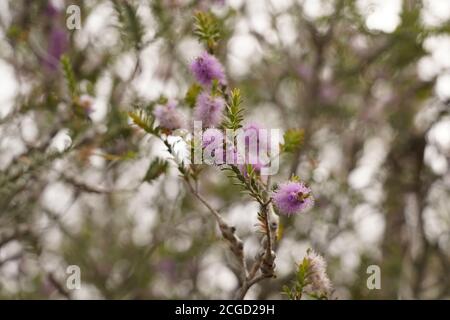 Malve / rosa Blumen Pom Pom Pom wie Blumen der Western Tea Myrtle Stockfoto