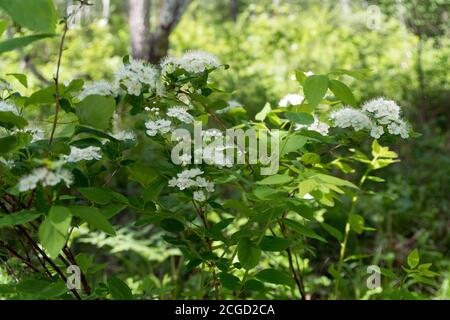 Bush blühende Spirea weiß (lat. Spiraea alba) wächst im Wald. Stockfoto