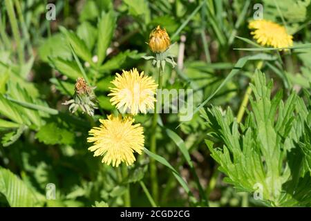 Draufsicht auf eine Löwenzahnblume (lat. Taraxacum) auf dem Gras an einem sonnigen Sommertag. Stockfoto