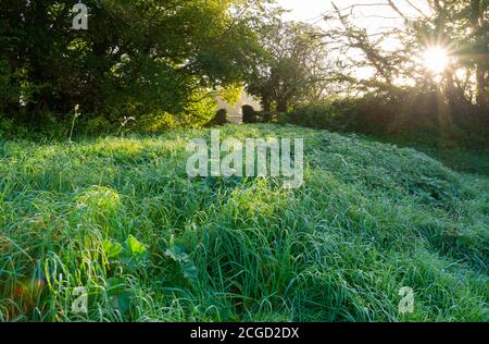 Langes Gras bedeckt mit Tau und Frost an einem eiskalten Herbstmorgen bei Sonnenaufgang auf dem Land im Süden Englands, Großbritannien. Stockfoto