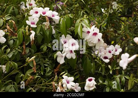 Purpurne Trompete-förmige Blume mit weißen Blütenblättern in einem australischen Garten Stockfoto