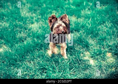 Yorkshire Terrier auf Gras Stockfoto
