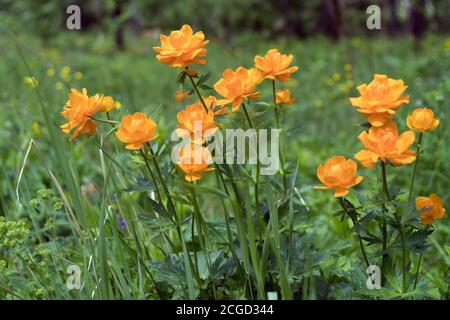 Blühend Twinkle Asiatisch (lat. Trollius asiaticus) im Wald in der Lichtung, auf den Sommertag. Stockfoto