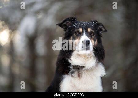 Border Collie Portrait im Winterschnee, hinterleuchtet Stockfoto