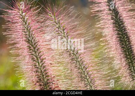 Brunnengras Pennisetum Flowers Hardy, Perennial, September, Plant, Herbaceous, Pflanzen Pennisetum alopecuroides „Red Head“ Pennisetum „Red Head“ Stockfoto