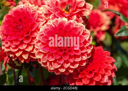 September Blumen Dahlia 'Red Cup' Dahlias Pompon Dahlia Stockfoto