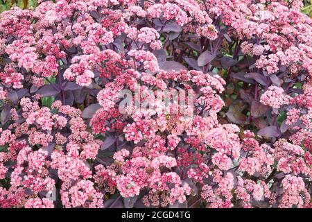 September Blumen Sedum 'Karfunkelstein Stockfoto